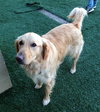 Mr. Max-ADOPTED 04.13.13
