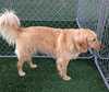 Mr. Max-ADOPTED 04.13.13