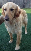 Mr. Max-ADOPTED 04.13.13