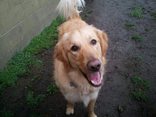 Mr. Max-ADOPTED 04.13.13