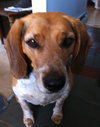 Blue-ADOPTED 03.01.14