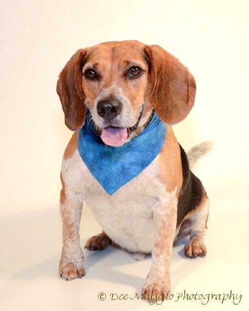 Blue-ADOPTED 03.01.14
