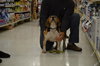 Blue-ADOPTED 03.01.14