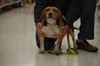 Blue-ADOPTED 03.01.14