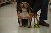Blue-ADOPTED 03.01.14