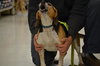 Blue-ADOPTED 03.01.14