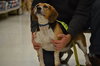 Blue-ADOPTED 03.01.14