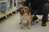 Blue-ADOPTED 03.01.14