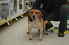 Blue-ADOPTED 03.01.14