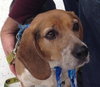 Blue-ADOPTED 03.01.14