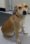 Fi Litter Paige (Mom) - ADOPTED 07.19.13