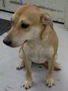 Fi Litter Paige (Mom) - ADOPTED 07.19.13