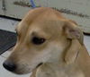 Fi Litter Paige (Mom) - ADOPTED 07.19.13