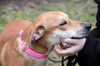 Fi Litter Paige (Mom) - ADOPTED 07.19.13
