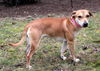 Fi Litter Paige (Mom) - ADOPTED 07.19.13