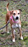 Fi Litter Paige (Mom) - ADOPTED 07.19.13