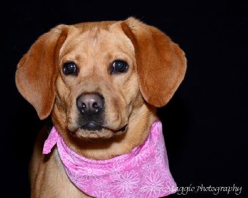 Noodles-ADOPTED 04.25.13