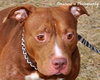 Blaze-ADOPTED 05.20.13