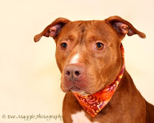 Blaze-ADOPTED 05.20.13