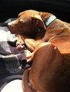 Blaze-ADOPTED 05.20.13