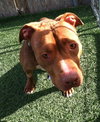 Blaze-ADOPTED 05.20.13