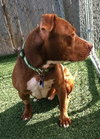Blaze-ADOPTED 05.20.13