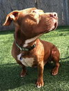Blaze-ADOPTED 05.20.13