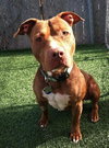 Blaze-ADOPTED 05.20.13
