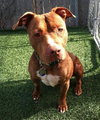 Blaze-ADOPTED 05.20.13