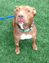 Blaze-ADOPTED 05.20.13