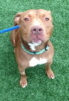 Blaze-ADOPTED 05.20.13