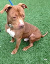 Blaze-ADOPTED 05.20.13