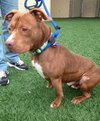 Blaze-ADOPTED 05.20.13
