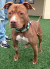 Blaze-ADOPTED 05.20.13