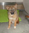 Foxy-ADOPTED 08.06.13