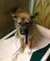 Foxy-ADOPTED 08.06.13