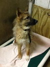 Foxy-ADOPTED 08.06.13