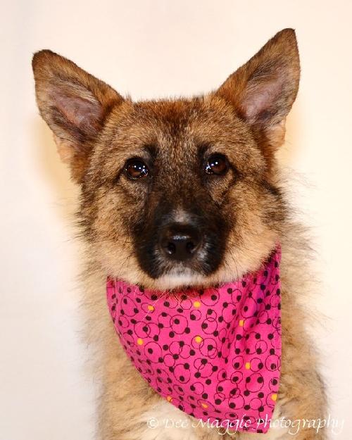 Foxy-ADOPTED 08.06.13