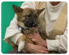 Foxy-ADOPTED 08.06.13
