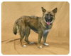 Foxy-ADOPTED 08.06.13