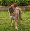 Foxy-ADOPTED 08.06.13