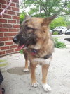 Foxy-ADOPTED 08.06.13
