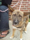 Foxy-ADOPTED 08.06.13