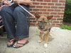 Foxy-ADOPTED 08.06.13