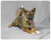 Foxy-ADOPTED 08.06.13