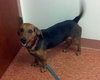 Blade-ADOPTED 06.16.13