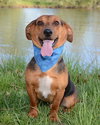 Blade-ADOPTED 06.16.13