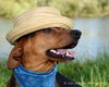 Blade-ADOPTED 06.16.13