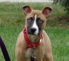 Mazey - ADOPTED 08.19.17
