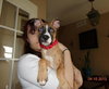Mazey - ADOPTED 08.19.17
